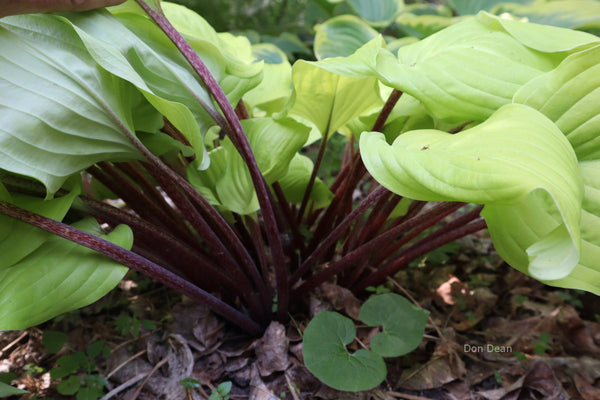 Hosta 'Country Flamethrower'