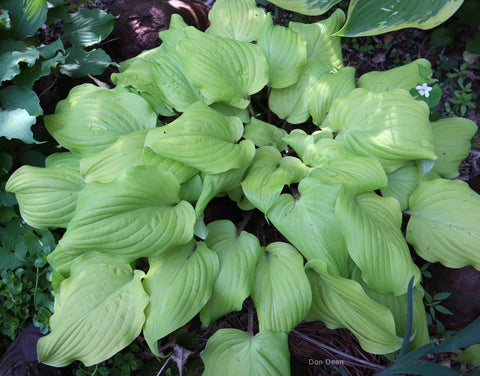 Hosta 'Country Flamethrower'