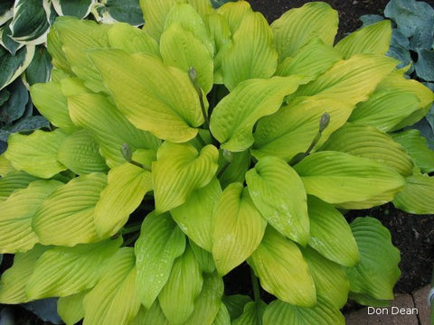 Hosta 'Country Melody'