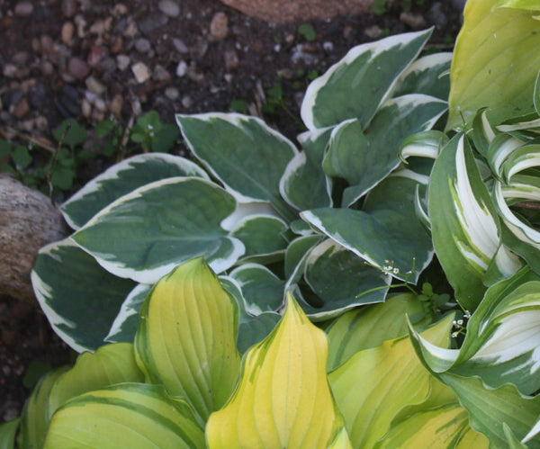 Hosta 'Country Mouse'