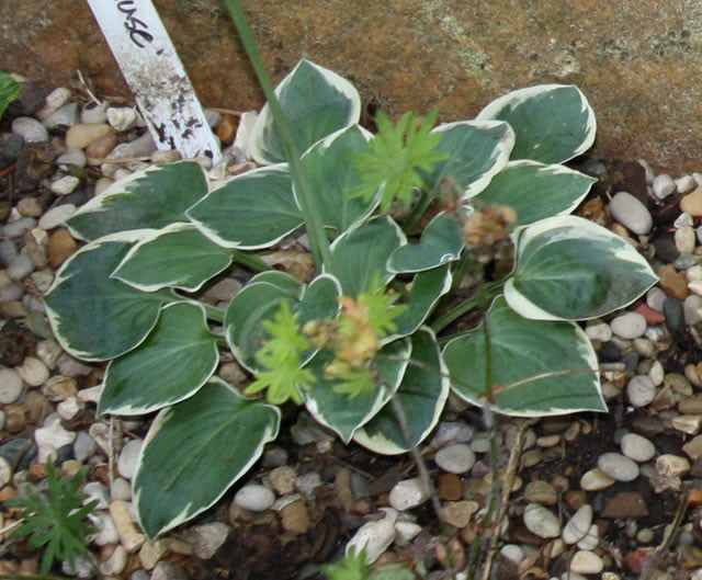 Hosta 'Country Mouse'