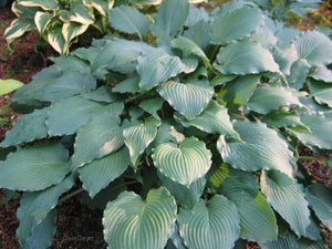Hosta 'Country Rippled Relic'
