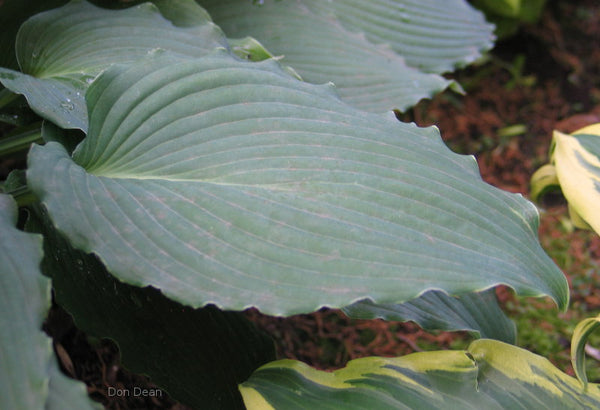 Hosta 'Country Rippled Relic' leaf