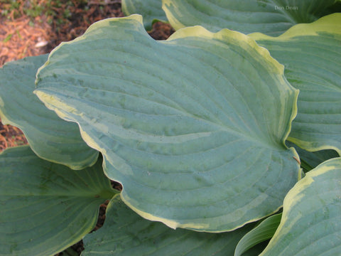 Hosta 'Country River Rapids' leaf