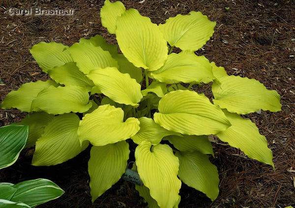 Hosta 'Dancing Queen'