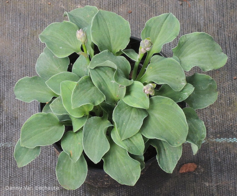 Hosta 'Danish Mouse'