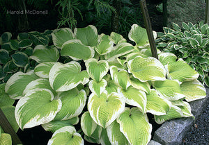 Hosta 'Delta Dawn'
