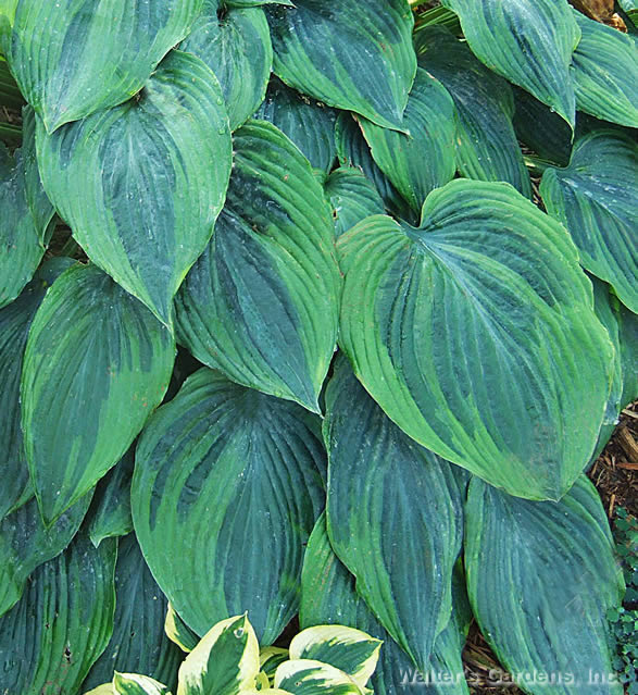 Hosta 'Devil's Advocate'