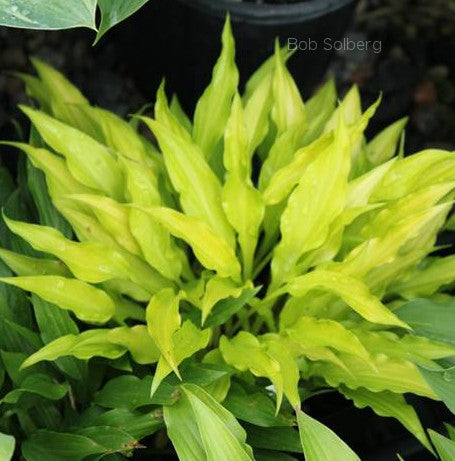 Hosta 'Fairy Dust'