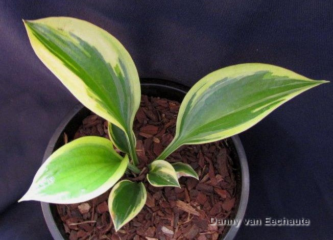 Hosta 'Final Victory'
