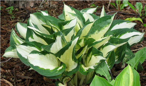 Hosta 'Fire and Ice'