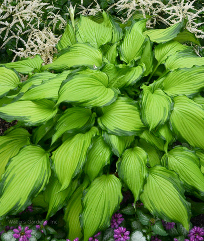 Hosta 'First Dance'