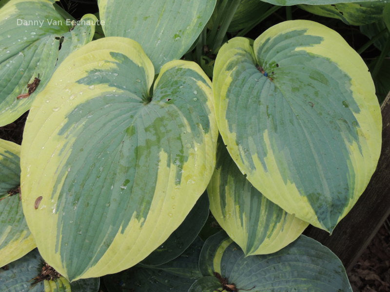 Hosta 'Flemish Tradition'