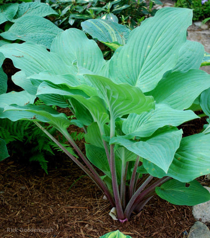 Hosta 'Florence Nightingale'