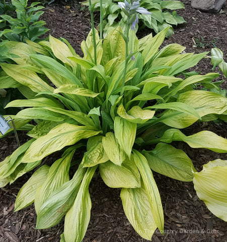 Hosta 'Foxfire Good Friday'