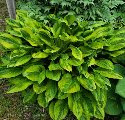 Hosta 'Foxfire Palm Sunday'