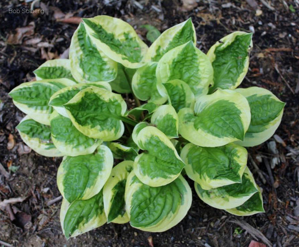 Hosta 'Fruit Loop'