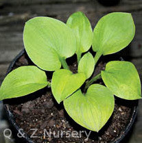 Hosta 'Giantland Mouse Cheese'