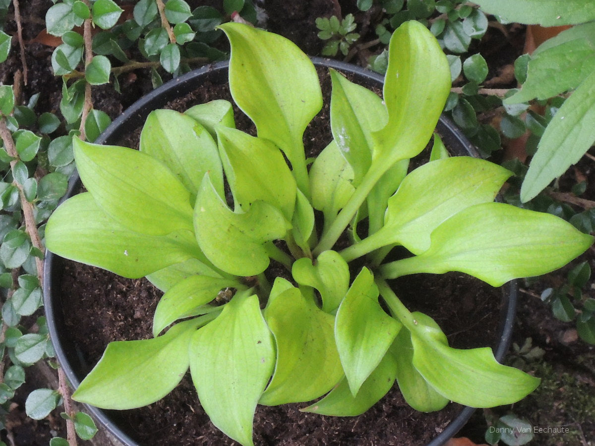 Hosta 'Gold Hearted Mouse'