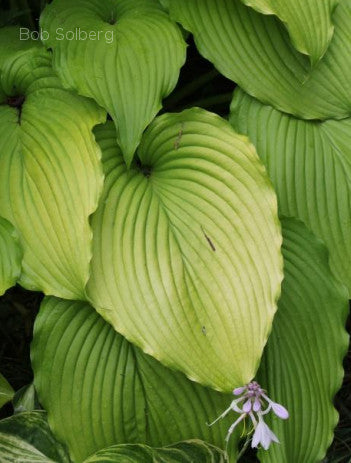 Hosta 'Golden Falls'