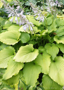 Hosta 'Golden Falls'
