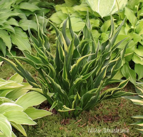 hosta praying hands plant Hands Up Hosta - 1 Per Package | Hosta 'Hands Up' | Zone 3-9 | Purple | 10 inches | Partial Shade