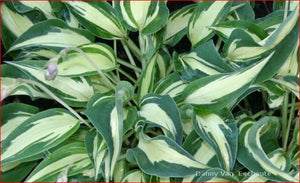 Hosta 'Happy Accident'