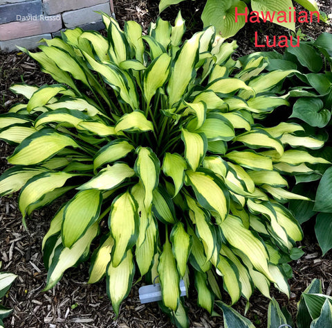 Hosta 'Hawaiian Luau'