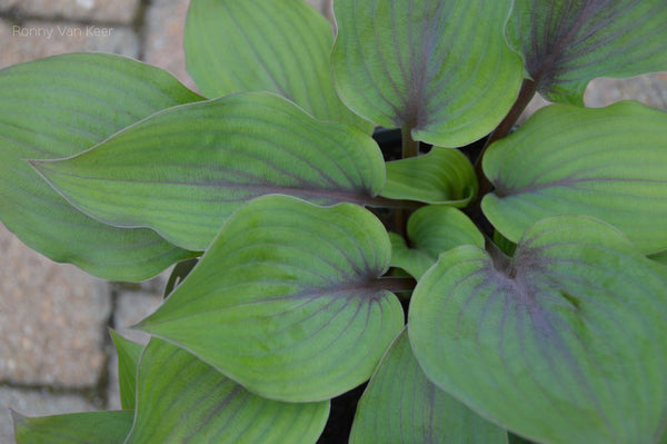 Hosta 'Holar Purple Flash'