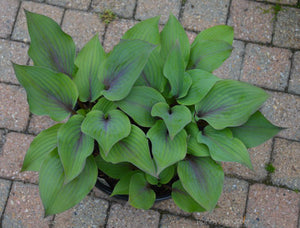 Hosta 'Holar Purple Flash'