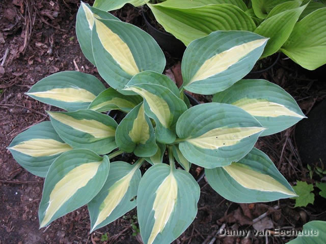 Hosta 'Hot Kiss'