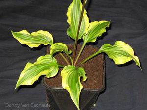 Hosta 'Kanzi'