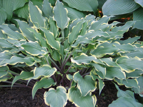 Hosta 'Kinky Boots'