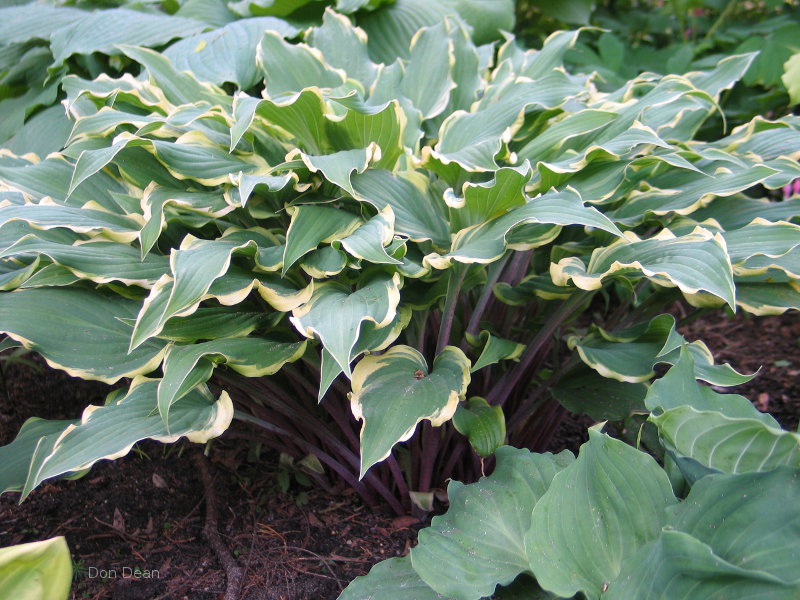 Hosta 'Kinky Boots'