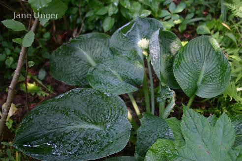 Hosta 'Lakeside Sapphire Pleats'