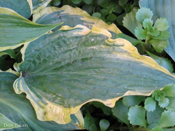 Hosta 'Leather and Lace'