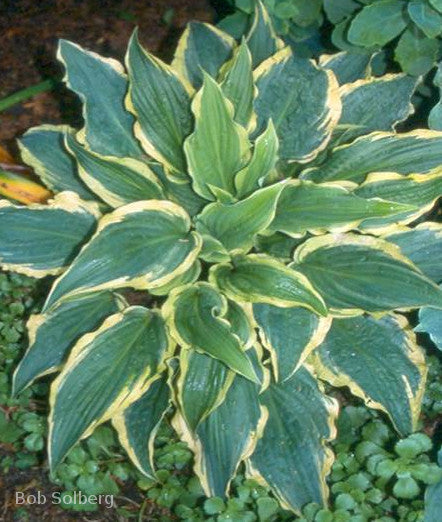 Hosta 'Leather and Lace'