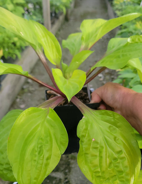 Hosta 'Lemon Snap'