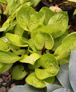 Hosta 'Lemon Snap'