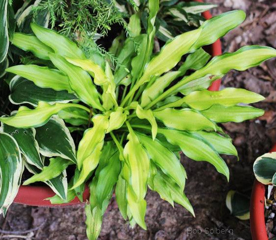 Hosta 'Lemon Zinger'