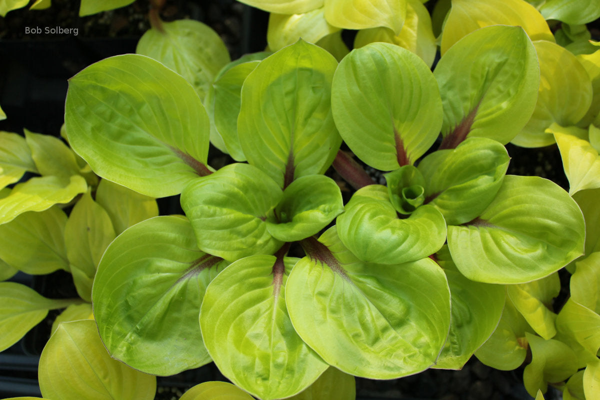 Hosta 'Lettuce Wrap'
