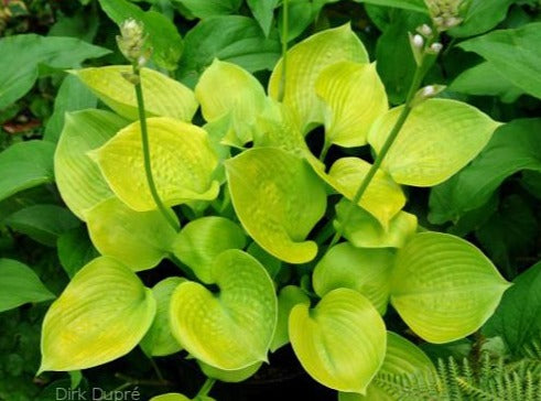 Hosta 'Light of Zetar'