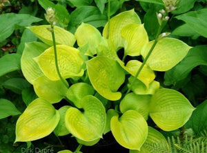 Hosta 'Light of Zetar'