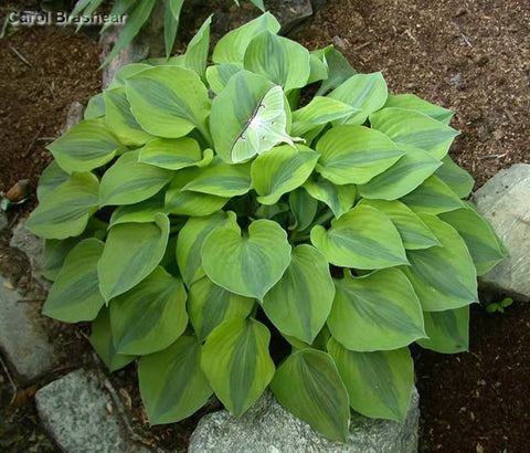 Hosta 'Luna Moth'