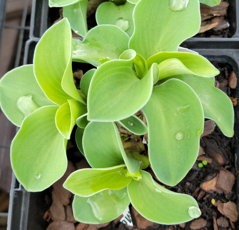 mouse ear succulent Hosta 'Magical Mouse Ears' – In The Country Garden & Gifts Online Store