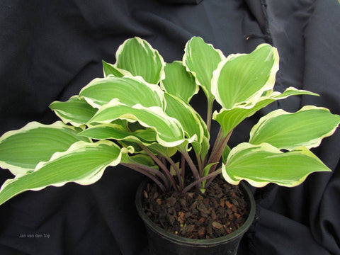 Hosta 'Miss Lya'