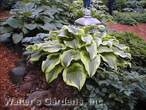 Hosta montana 'Aureo-marginata'