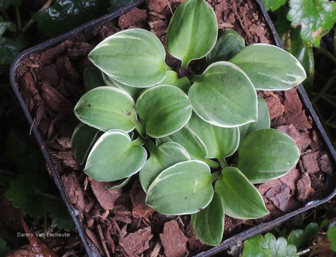 Hosta 'Mouse Aquarel'