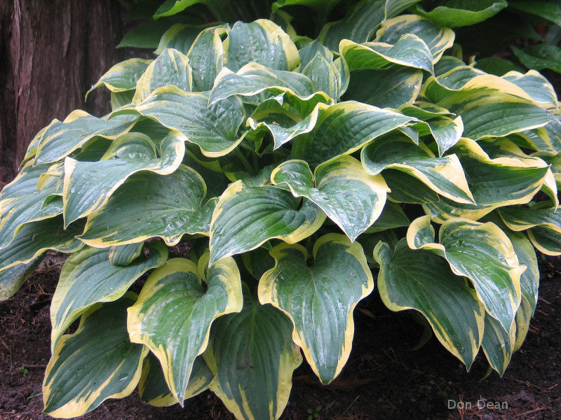 Hosta 'Night at the Opera'