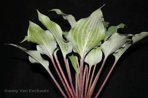 Hosta 'Over the Waves'